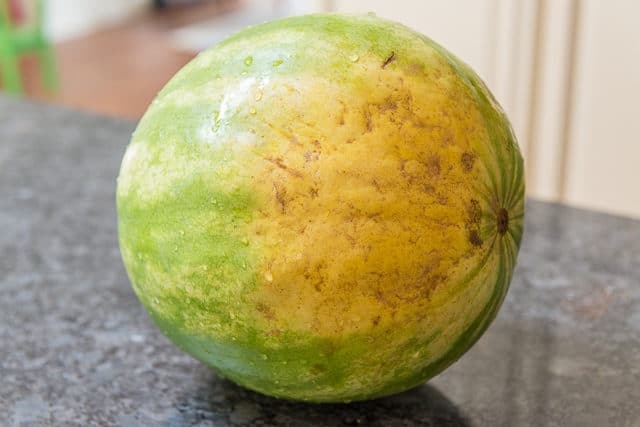A Watermelon With a Yellow Field Spot on Countertop