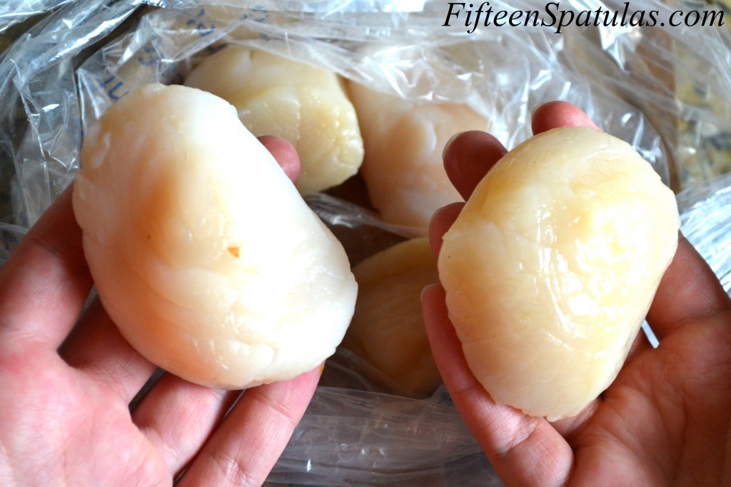 u10 scallops - taking up almost all of finger area of hand to show large size used in this recipe