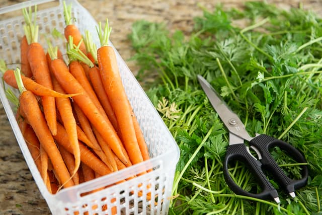 Trimmed Carrots and Carrot Tops with Scissors