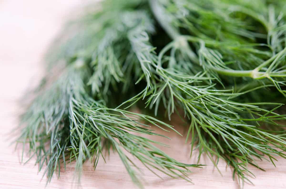 Fresh Dill On a Wooden Board