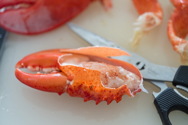 Lobster Claw Cut Open to Expose Meat
