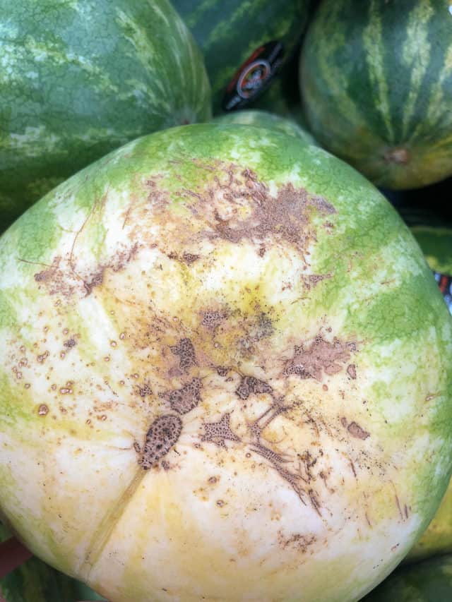 Scarring and Pollination Points on Watermelon