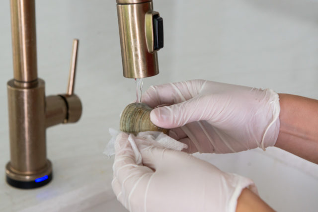 Rinsing a littleneck clam under running water and cleaning with a paper towel