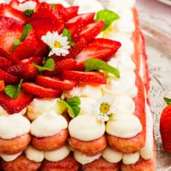 Strawberry Tiramisu topped with fresh cut strawberries
